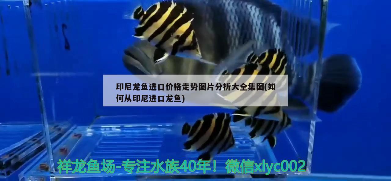 印尼龍魚進口價格走勢圖片分析大全集圖(如何從印尼進口龍魚) 觀賞魚進出口 第1張