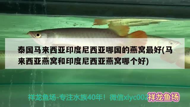 泰國馬來西亞印度尼西亞哪國的燕窩最好(馬來西亞燕窩和印度尼西亞燕窩哪個(gè)好)