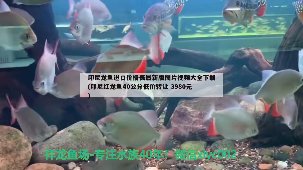 印尼龍魚進(jìn)口價(jià)格表最新版圖片視頻大全下載(印尼紅龍魚40公分低價(jià)轉(zhuǎn)讓3980元) 印尼紅龍魚