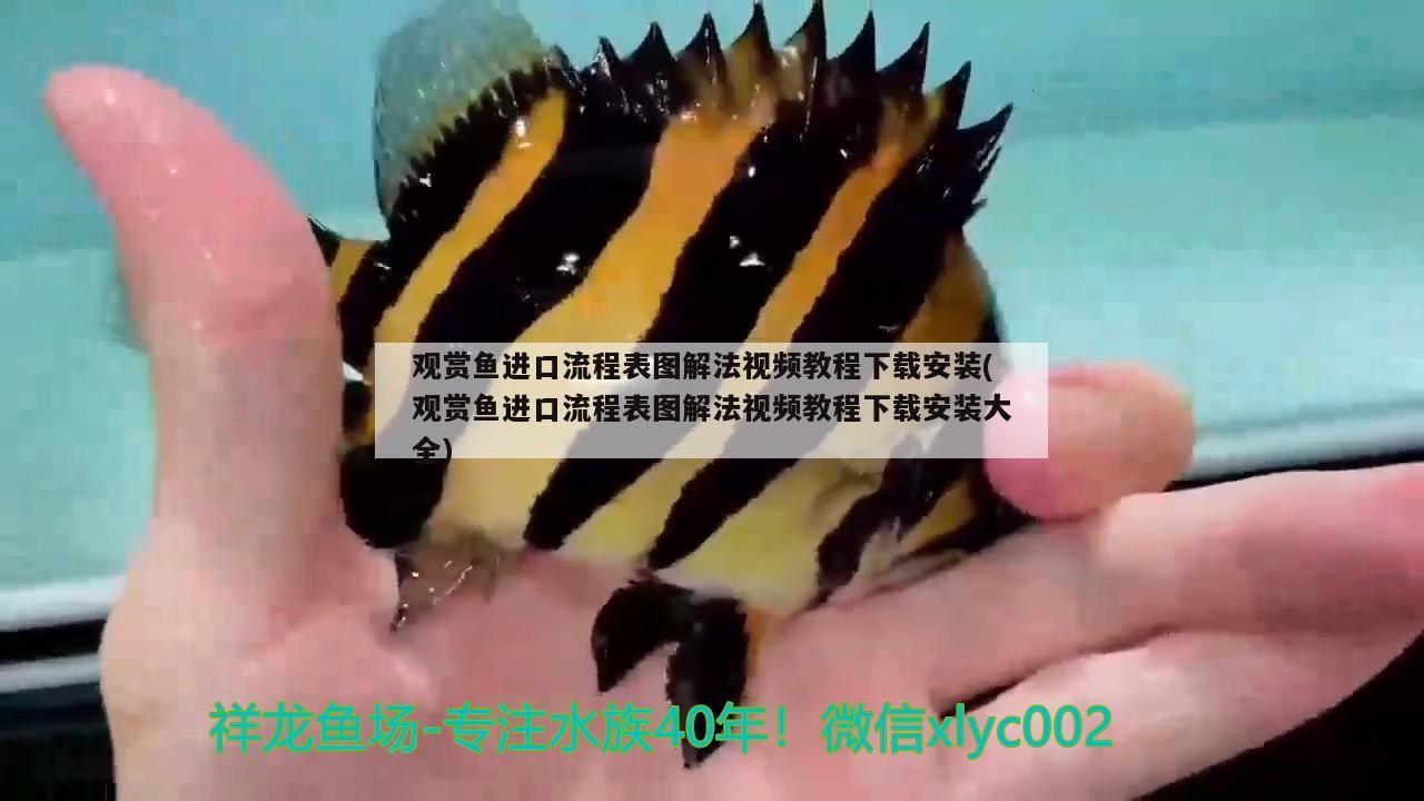 觀賞魚進口流程表圖解法視頻教程下載安裝(觀賞魚進口流程表圖解法視頻教程下載安裝大全)