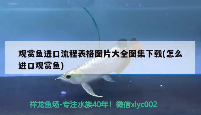 觀賞魚進(jìn)口流程表格圖片大全圖集下載(怎么進(jìn)口觀賞魚)