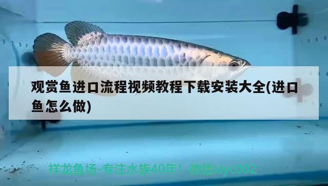 觀賞魚(yú)進(jìn)口流程視頻教程下載安裝大全(進(jìn)口魚(yú)怎么做) 觀賞魚(yú)進(jìn)出口