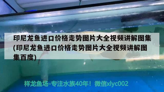 印尼龍魚進口價格走勢圖片大全視頻講解圖集(印尼龍魚進口價格走勢圖片大全視頻講解圖集百度) 觀賞魚進出口