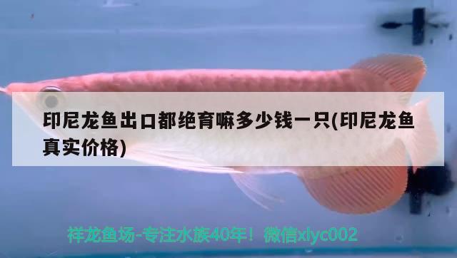 印尼龍魚出口都絕育嘛多少錢一只(印尼龍魚真實(shí)價(jià)格)