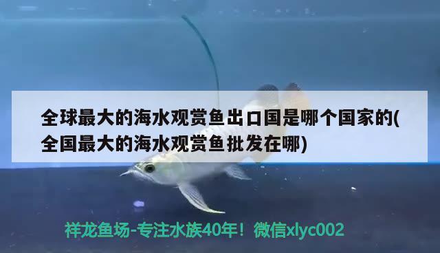 全球最大的海水觀賞魚出口國(guó)是哪個(gè)國(guó)家的(全國(guó)最大的海水觀賞魚批發(fā)在哪)