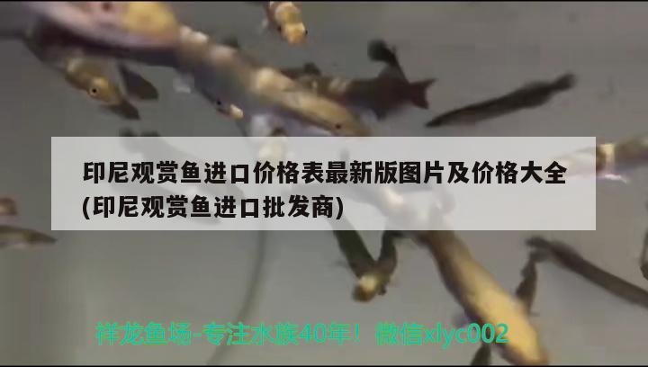 印尼觀賞魚進口價格表最新版圖片及價格大全(印尼觀賞魚進口批發(fā)商)