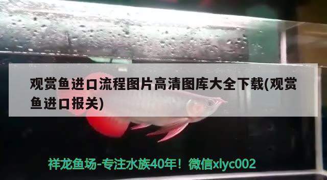 觀賞魚進口流程圖片高清圖庫大全下載(觀賞魚進口報關)