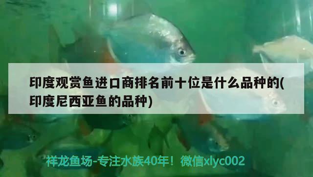 印度觀賞魚進(jìn)口商排名前十位是什么品種的(印度尼西亞魚的品種) 觀賞魚進(jìn)出口