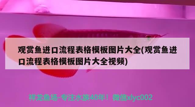 觀賞魚進口流程表格模板圖片大全(觀賞魚進口流程表格模板圖片大全視頻)