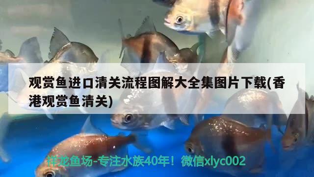 觀賞魚進口清關流程圖解大全集圖片下載(香港觀賞魚清關) 觀賞魚進出口