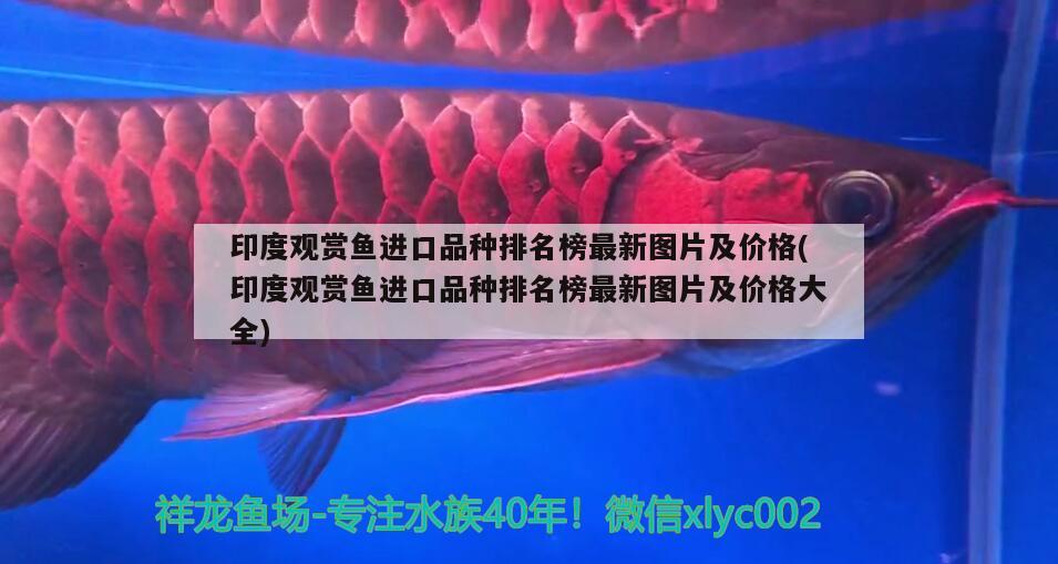 印度觀賞魚進口品種排名榜最新圖片及價格(印度觀賞魚進口品種排名榜最新圖片及價格大全) 觀賞魚進出口