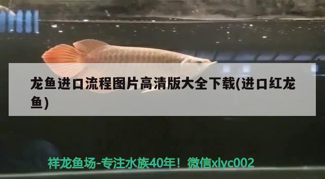 龍魚進口流程圖片高清版大全下載(進口紅龍魚) 觀賞魚進出口