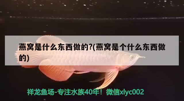 燕窩是什么東西做的?(燕窩是個(gè)什么東西做的) 馬來(lái)西亞燕窩