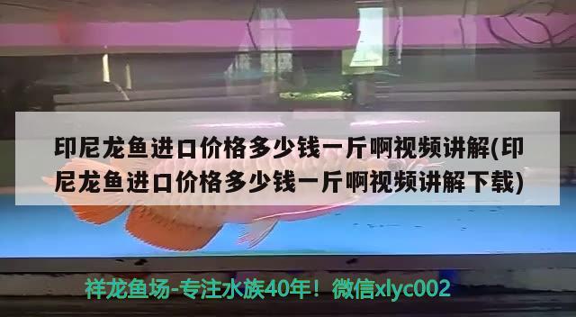 印尼龍魚進口價格多少錢一斤啊視頻講解(印尼龍魚進口價格多少錢一斤啊視頻講解下載) 觀賞魚進出口