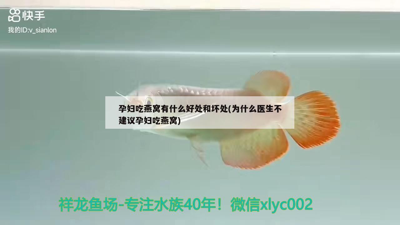 孕婦吃燕窩有什么好處和壞處(為什么醫(yī)生不建議孕婦吃燕窩) 馬來(lái)西亞燕窩 第2張