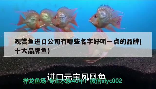 觀賞魚進(jìn)口公司有哪些名字好聽一點的品牌(十大品牌魚)