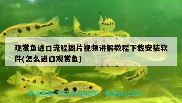 觀賞魚進(jìn)口流程圖片視頻講解教程下載安裝軟件(怎么進(jìn)口觀賞魚) 觀賞魚進(jìn)出口