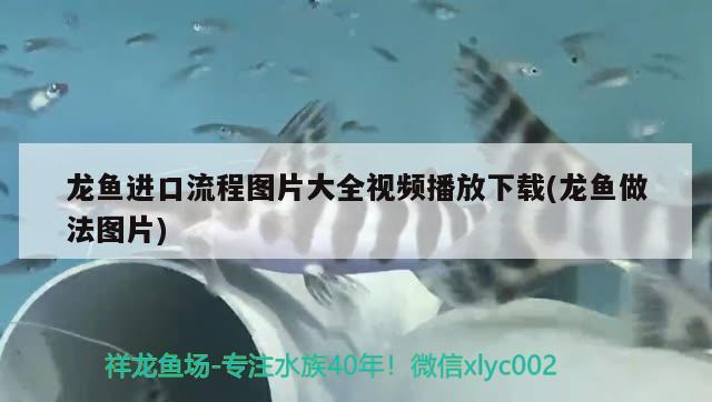 龍魚進口流程圖片大全視頻播放下載(龍魚做法圖片) 觀賞魚進出口