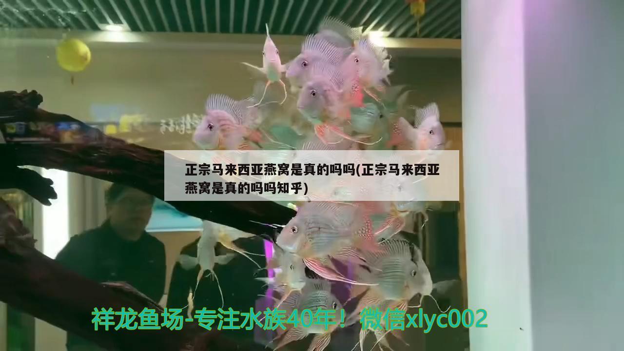 正宗馬來西亞燕窩是真的嗎嗎(正宗馬來西亞燕窩是真的嗎嗎知乎)