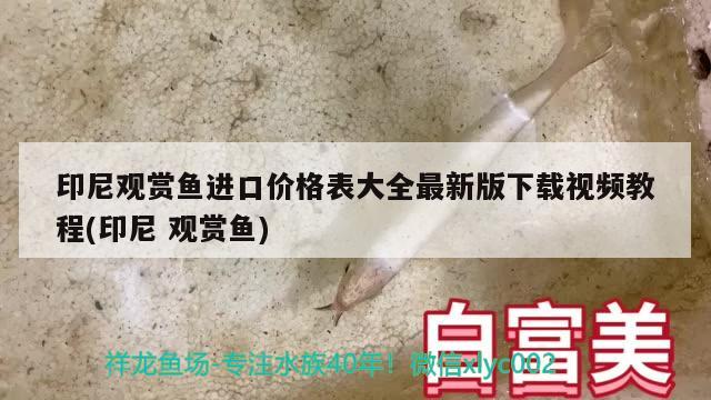 印尼觀賞魚進口價格表大全最新版下載視頻教程(印尼觀賞魚) 觀賞魚進出口