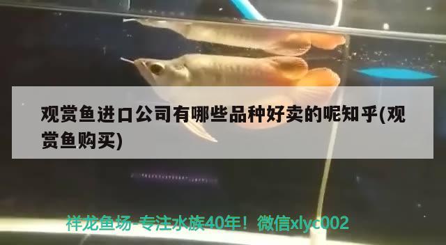 觀賞魚進(jìn)口公司有哪些品種好賣的呢知乎(觀賞魚購買) 觀賞魚進(jìn)出口