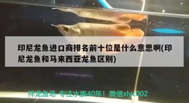 印尼龍魚進口商排名前十位是什么意思啊(印尼龍魚和馬來西亞龍魚區(qū)別) 觀賞魚進出口 第2張