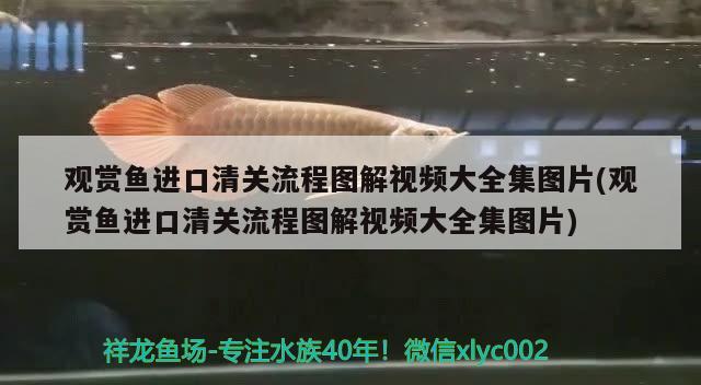 觀賞魚(yú)進(jìn)口清關(guān)流程圖解視頻大全集圖片(觀賞魚(yú)進(jìn)口清關(guān)流程圖解視頻大全集圖片)