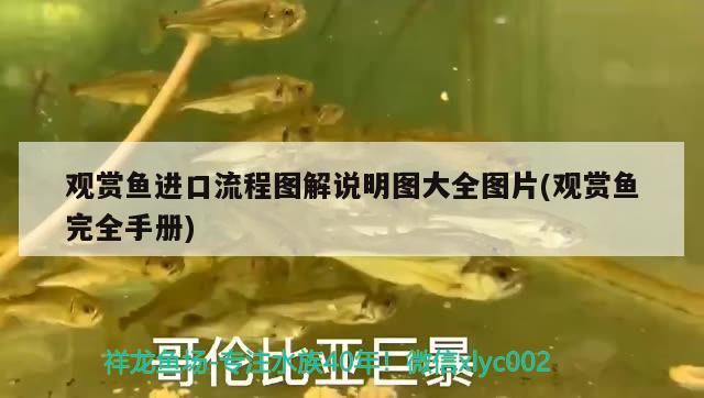 觀賞魚進(jìn)口流程圖解說明圖大全圖片(觀賞魚完全手冊(cè)) 觀賞魚進(jìn)出口