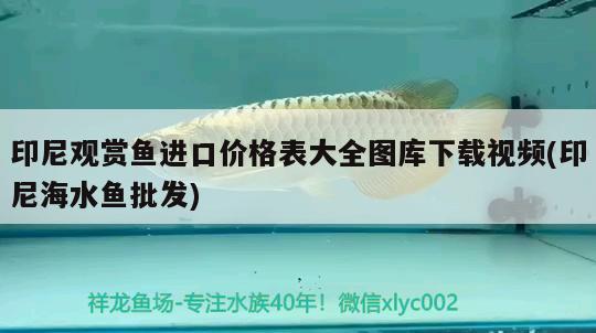 印尼觀賞魚進(jìn)口價(jià)格表大全圖庫下載視頻(印尼海水魚批發(fā)) 觀賞魚進(jìn)出口