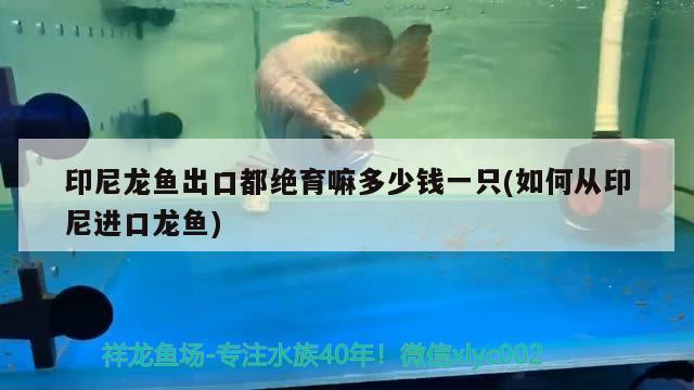 印尼龍魚出口都絕育嘛多少錢一只(如何從印尼進(jìn)口龍魚)