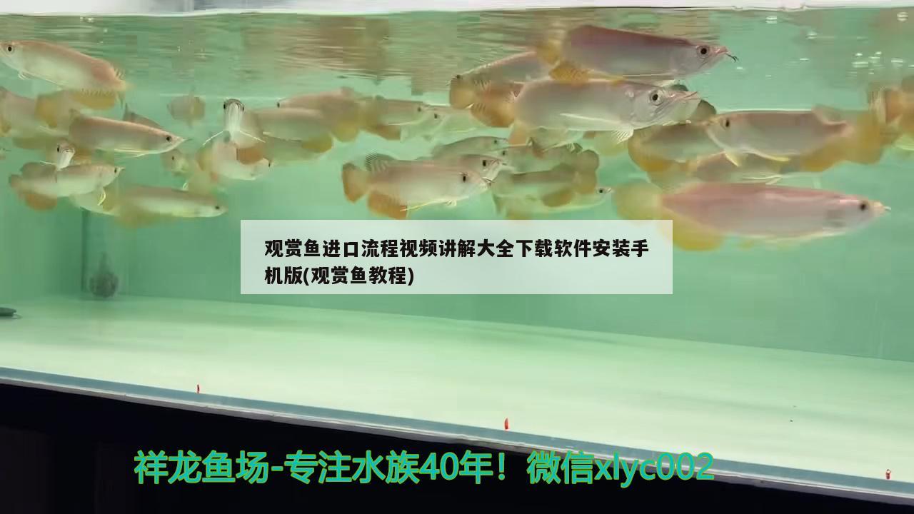 觀賞魚進(jìn)口流程視頻講解大全下載軟件安裝手機(jī)版(觀賞魚教程) 觀賞魚進(jìn)出口