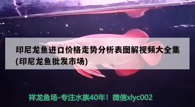 印尼龍魚進口價格走勢分析表圖解視頻大全集(印尼龍魚批發(fā)市場) 龍魚批發(fā)