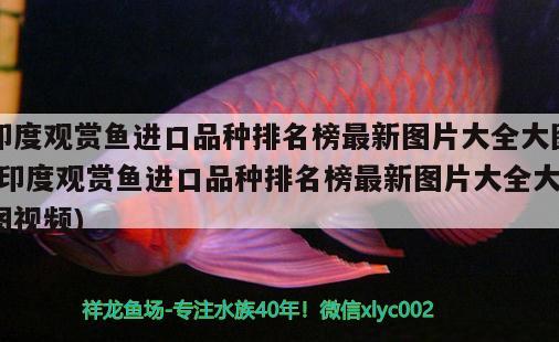 印度觀賞魚(yú)進(jìn)口品種排名榜最新圖片大全大圖(印度觀賞魚(yú)進(jìn)口品種排名榜最新圖片大全大圖視頻) 觀賞魚(yú)進(jìn)出口