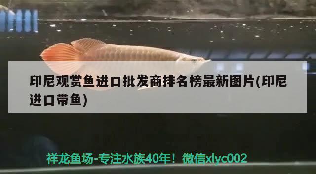 印尼觀賞魚進(jìn)口批發(fā)商排名榜最新圖片(印尼進(jìn)口帶魚) 觀賞魚進(jìn)出口