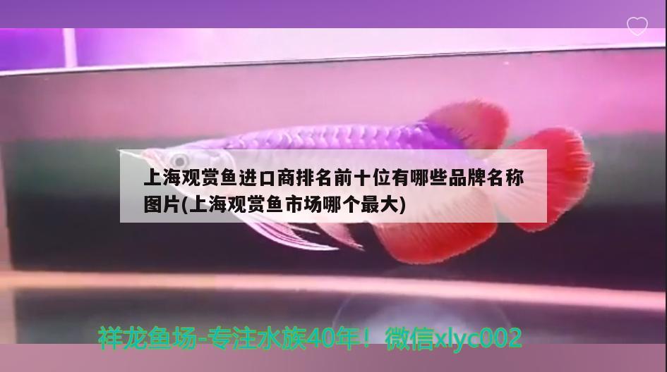 上海觀賞魚進口商排名前十位有哪些品牌名稱圖片(上海觀賞魚市場哪個最大) 觀賞魚進出口