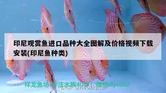 印尼觀賞魚進(jìn)口品種大全圖解及價格視頻下載安裝(印尼魚種類)