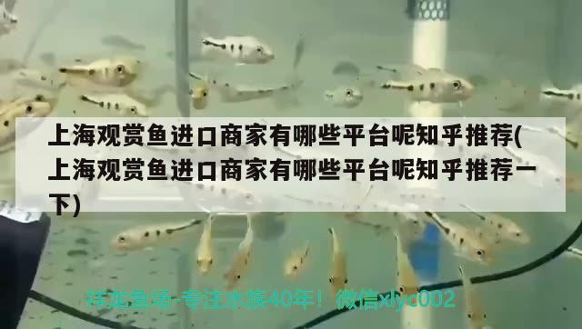 上海觀賞魚進口商家有哪些平臺呢知乎推薦(上海觀賞魚進口商家有哪些平臺呢知乎推薦一下)