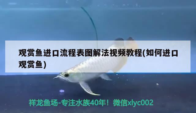 觀賞魚進口流程表圖解法視頻教程(如何進口觀賞魚)