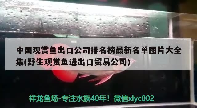 中國觀賞魚出口公司排名榜最新名單圖片大全集(野生觀賞魚進出口貿(mào)易公司)