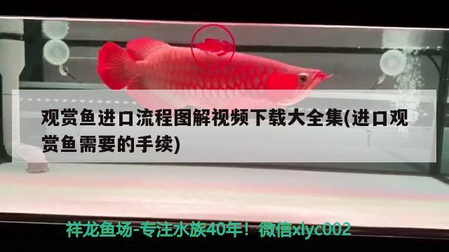 觀賞魚進口流程圖解視頻下載大全集(進口觀賞魚需要的手續(xù)) 觀賞魚進出口