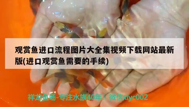 觀賞魚進(jìn)口流程圖片大全集視頻下載網(wǎng)站最新版(進(jìn)口觀賞魚需要的手續(xù))