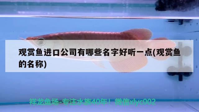 觀賞魚進(jìn)口公司有哪些名字好聽一點(diǎn)(觀賞魚的名稱)