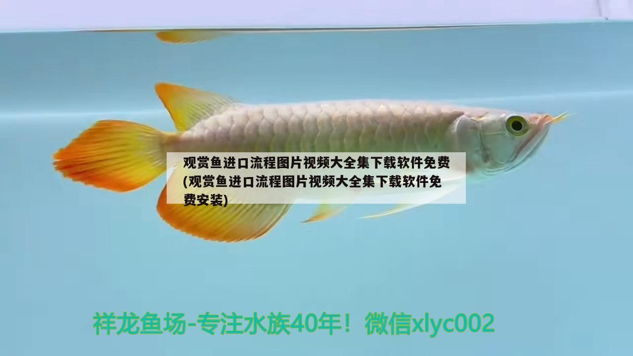 觀賞魚進口流程圖片視頻大全集下載軟件免費(觀賞魚進口流程圖片視頻大全集下載軟件免費安裝)