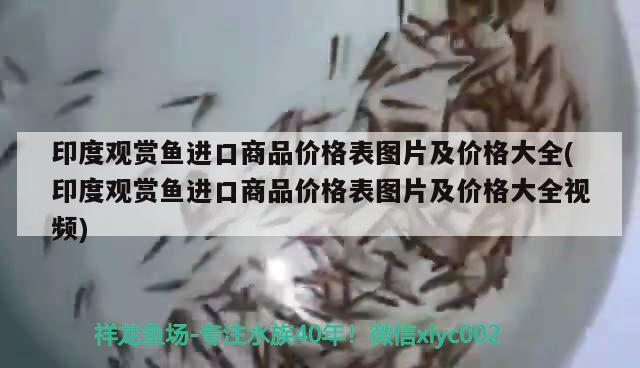 印度觀賞魚進口商品價格表圖片及價格大全(印度觀賞魚進口商品價格表圖片及價格大全視頻)