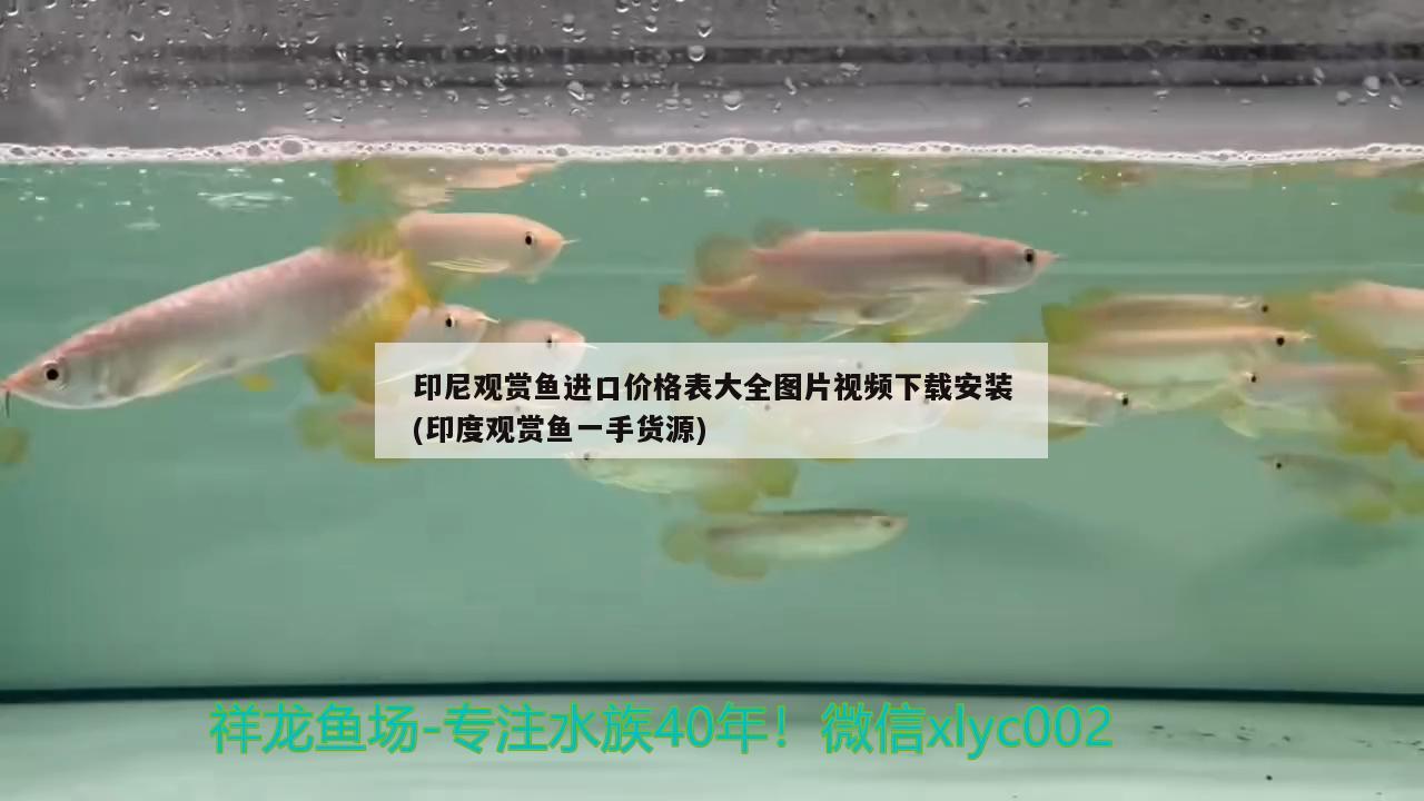 印尼觀賞魚(yú)進(jìn)口價(jià)格表大全圖片視頻下載安裝(印度觀賞魚(yú)一手貨源) 觀賞魚(yú)進(jìn)出口