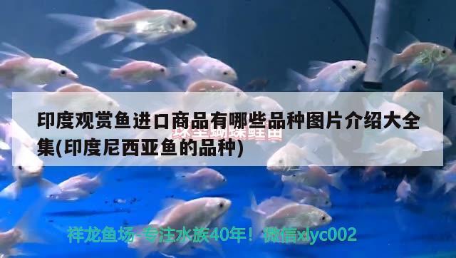 印度觀賞魚進(jìn)口商品有哪些品種圖片介紹大全集(印度尼西亞魚的品種)