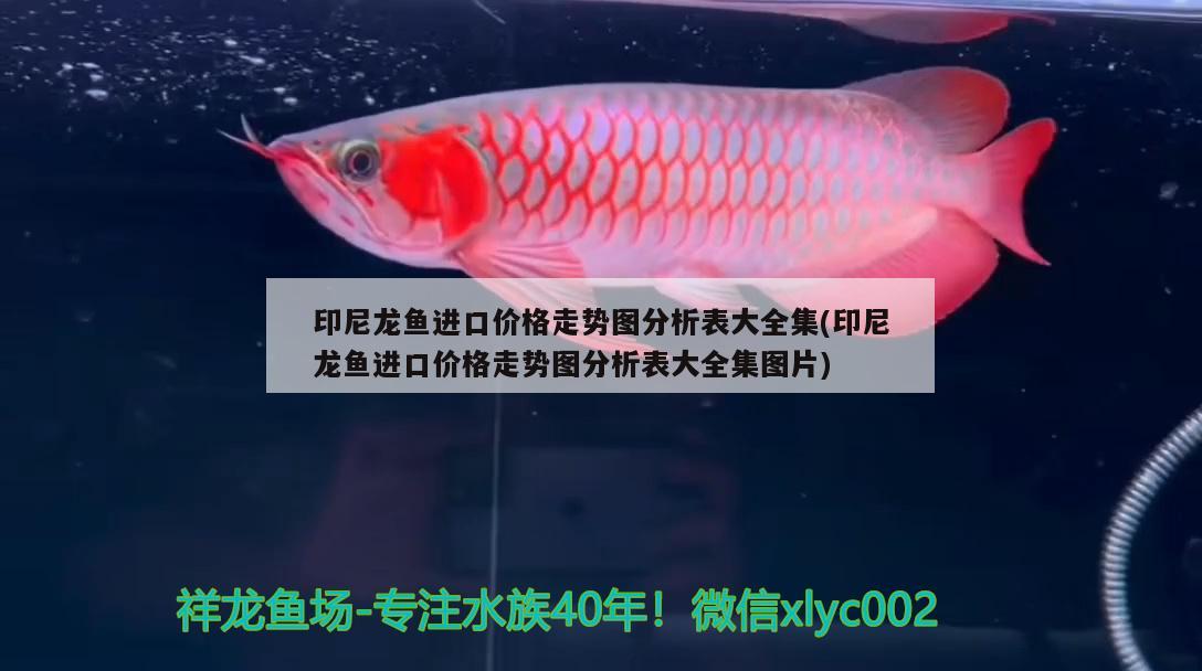 印尼龍魚進口價格走勢圖分析表大全集(印尼龍魚進口價格走勢圖分析表大全集圖片) 觀賞魚進出口