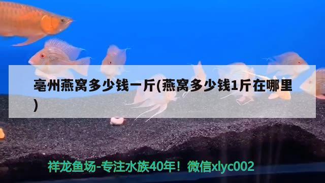 亳州燕窩多少錢一斤(燕窩多少錢1斤在哪里) 馬來西亞燕窩