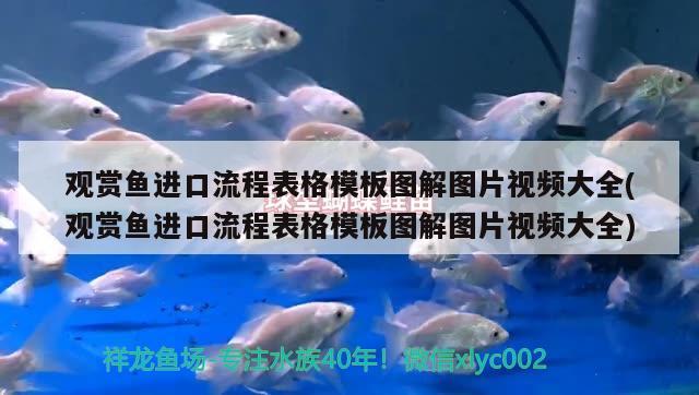 觀賞魚進口流程表格模板圖解圖片視頻大全(觀賞魚進口流程表格模板圖解圖片視頻大全) 觀賞魚進出口