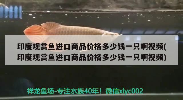 印度觀賞魚進口商品價格多少錢一只啊視頻(印度觀賞魚進口商品價格多少錢一只啊視頻) 觀賞魚進出口